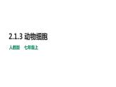 人教版七年级上册生物--2.2.3动物细胞课件+ 视频素材