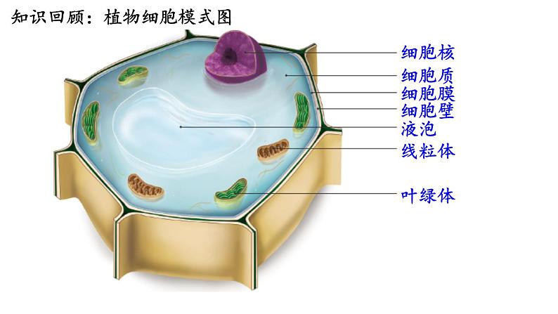 人教版七年级上册生物--2.2.3动物细胞课件+ 视频素材02