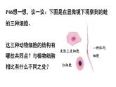 人教版七年级上册生物--2.2.3动物细胞课件+ 视频素材