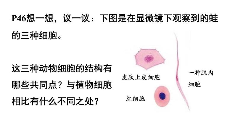 人教版七年级上册生物--2.2.3动物细胞课件+ 视频素材03