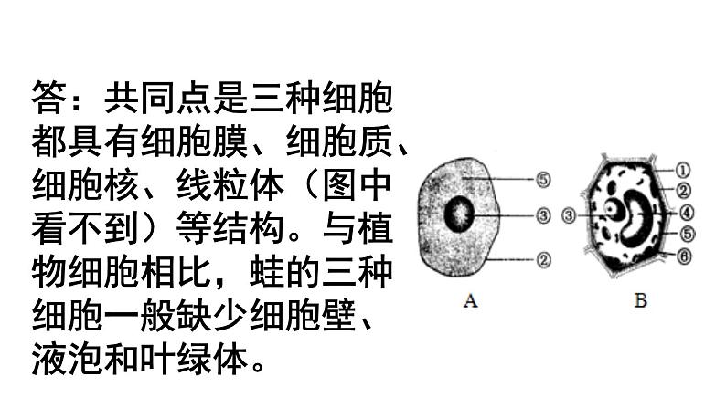 人教版七年级上册生物--2.2.3动物细胞课件+ 视频素材04