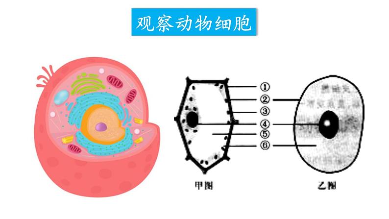 人教版七年级上册生物--2.2.3动物细胞课件+ 视频素材05