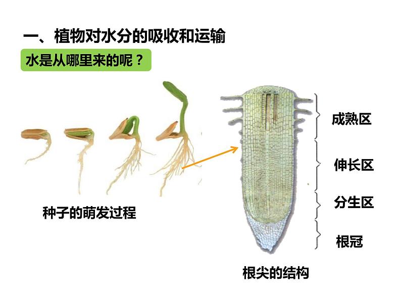 3.3绿色植物参与生物圈的水循环课件第5页