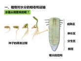 人教版七年级上册生物--3.3绿色植物参与生物圈的水循环课件+ 视频素材