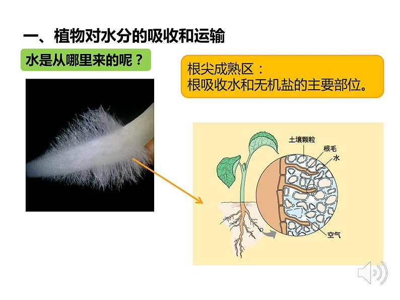 3.3绿色植物参与生物圈的水循环课件第6页