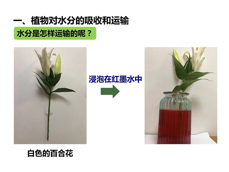 3.3绿色植物参与生物圈的水循环课件第7页