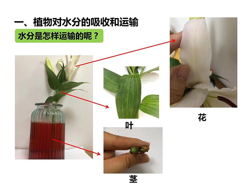 3.3绿色植物参与生物圈的水循环课件第8页