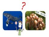 人教版八年级上册生物--5.4.3真菌课件+练习（含答案）