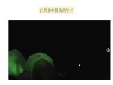 人教版八年级上册生物--5.4.3真菌课件+练习（含答案）