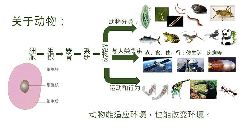 人教版八年级上册生物--5.3动物在生物圈中的作用课件 +素材02