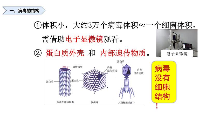 人教版八年级上册生物--5.5病毒课件（内含嵌入视频素材）04