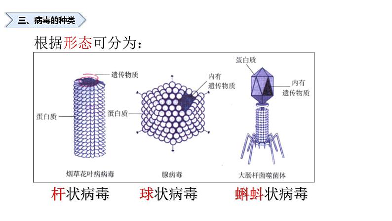 人教版八年级上册生物--5.5病毒课件（内含嵌入视频素材）06