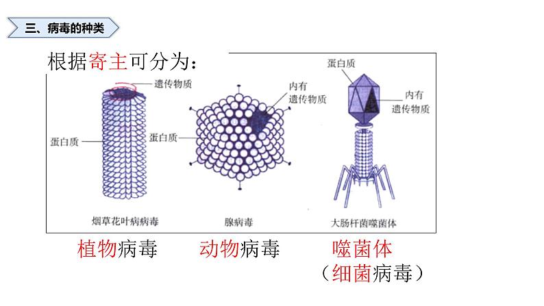 人教版八年级上册生物--5.5病毒课件（内含嵌入视频素材）07