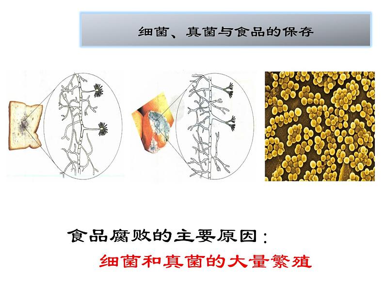 人教版八年级上册生物--5.4.5人类对细菌和真菌的利用课件 +素材03