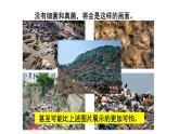 人教版八年级上册生物--5.4.4《细菌和真菌在自然界中的作用》课件PPT