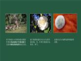 人教版八年级上册生物--第六单元 第一章 第一节 尝试对生物进行分类 课件