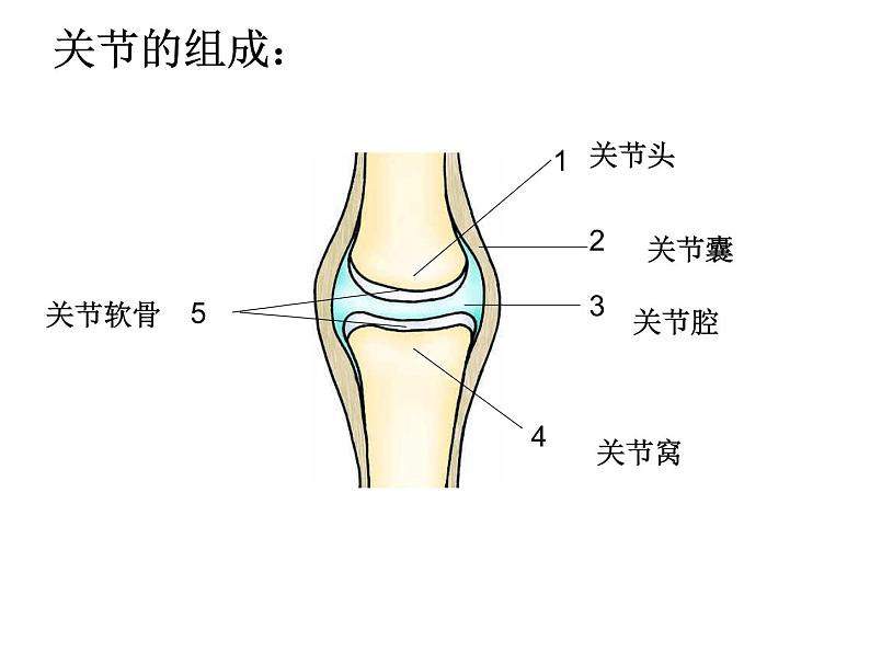 2021-2022 人教版生物八年级上册 5.2.1动物的运动教学课件人教版06