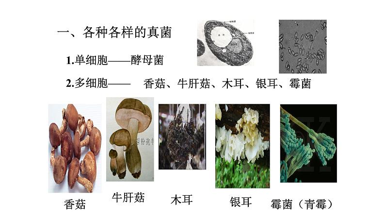 2021-2022 初中生物人教版八年级上册5.4.3   真菌课件（20页）04