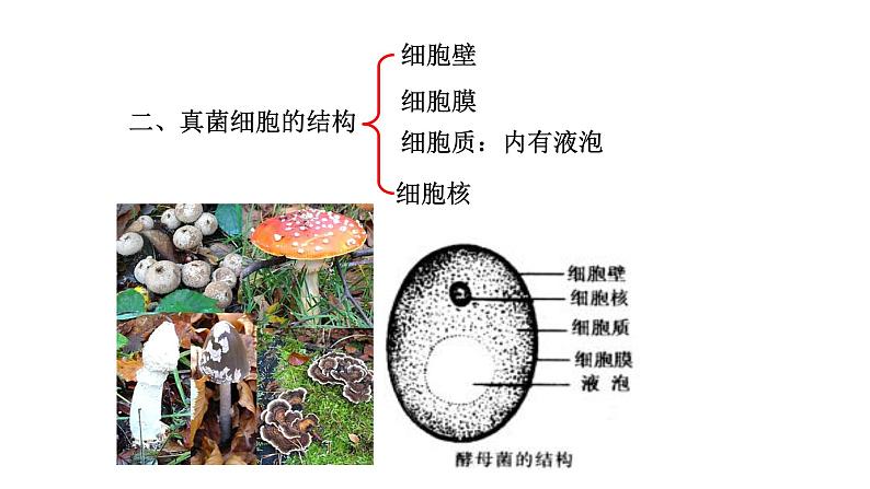 2021-2022 初中生物人教版八年级上册5.4.3   真菌课件（20页）05