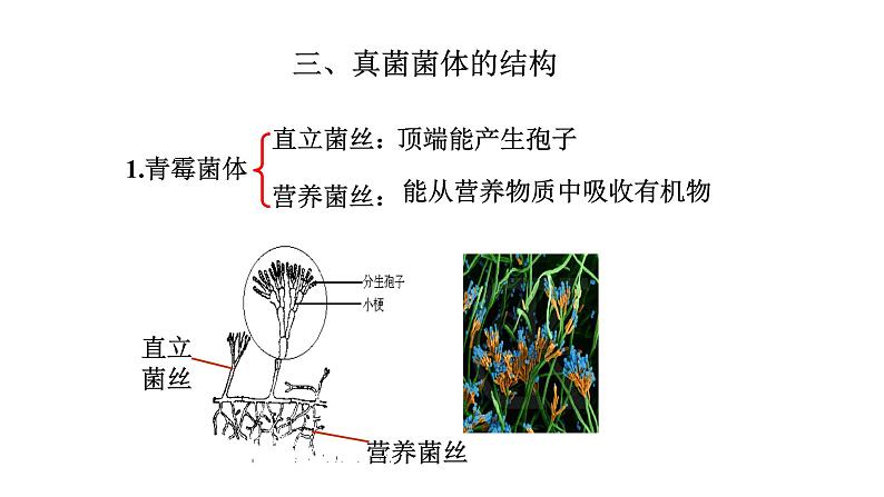 2021-2022 初中生物人教版八年级上册5.4.3   真菌课件（20页）06