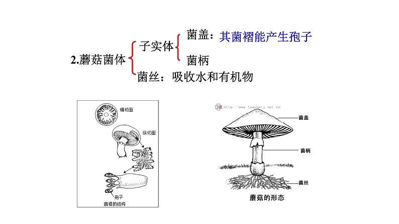 2021-2022 初中生物人教版八年级上册5.4.3   真菌课件（20页）07