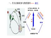 2021-2022 初中生物人教版八年级上册5.4.4  细菌和真菌在自然界中的作用课件（16页）