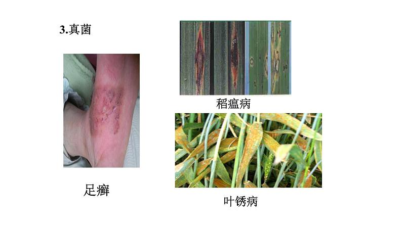 2021-2022 初中生物人教版八年级上册5.4.4  细菌和真菌在自然界中的作用课件（16页）第7页