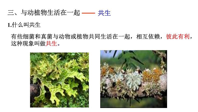 2021-2022 初中生物人教版八年级上册5.4.4  细菌和真菌在自然界中的作用课件（16页）第8页