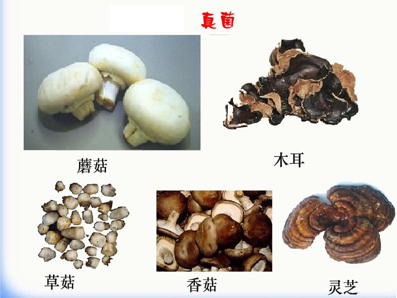 2021-2022 人教版生物八年级上册5.4.1细菌和真菌的分布课件人教版01