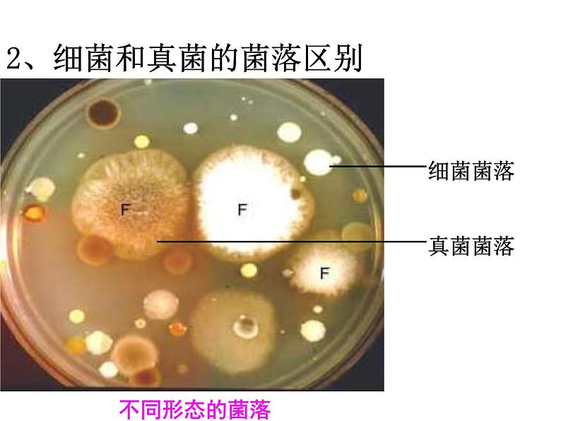 2021-2022 人教版生物八年级上册5.4.1细菌和真菌的分布课件人教版05