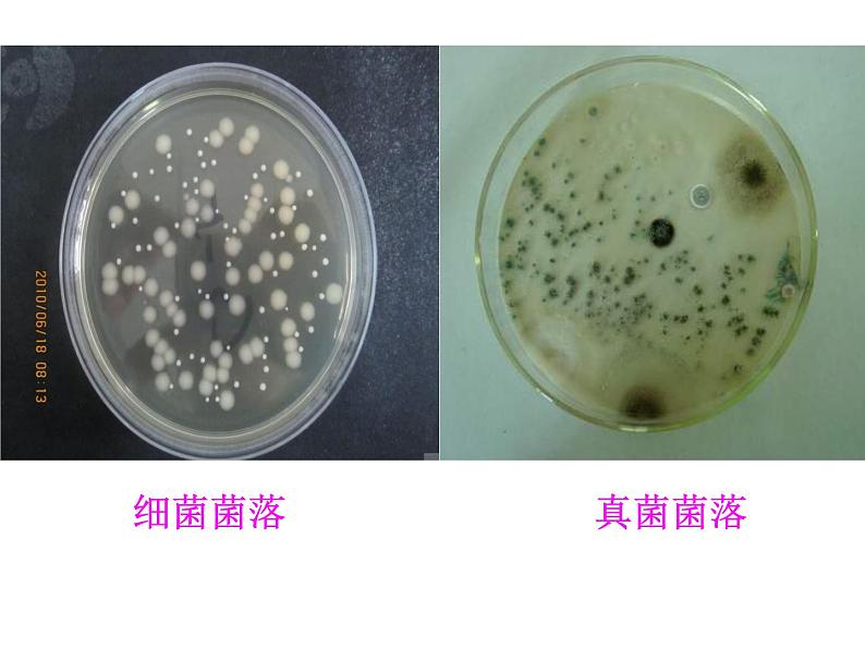 2021-2022 人教版生物八年级上册5.4.1细菌和真菌的分布课件人教版06