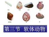 2021-2022 初中人教版 八年级生物上册 5.1.3 软体动物课件 人教版