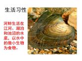 2021-2022 初中人教版 八年级生物上册 5.1.3 软体动物课件 人教版