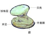 2021-2022 初中人教版 八年级生物上册 5.1.3 软体动物课件 人教版
