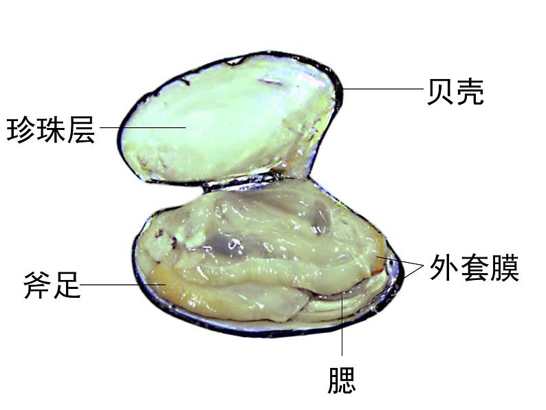 2021-2022 初中人教版 八年级生物上册 5.1.3 软体动物课件 人教版第3页