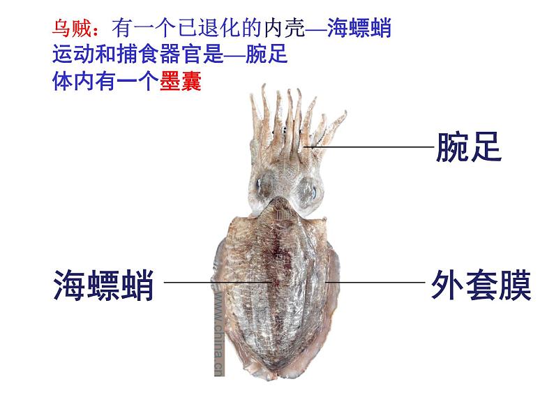 2021-2022 初中人教版 八年级生物上册 5.1.3 软体动物课件 人教版第8页