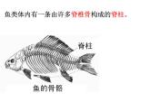 2021-2022 初中人教版 八年级上册生物5.1.4鱼课件人教版