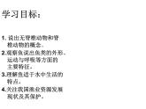 2021-2022 初中人教版 八年级上册生物5.1.4鱼课件人教版