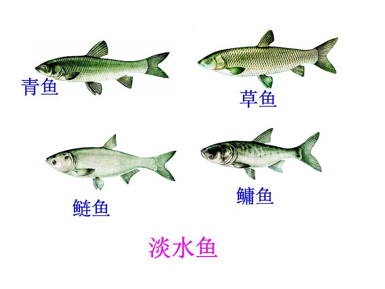 2021-2022 初中人教版 八年级上册生物5.1.4鱼课件人教版第7页