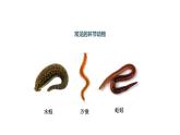 2021-2022 初中人教版 八年级生物上册5.1.2线形动物和环节动物第2课时课件人教版