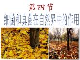 人教版八年级生物上册--5.4.4细菌和真菌在自然界中的作用 课件+视频素材