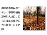 人教版八年级生物上册--5.4.4细菌和真菌在自然界中的作用 课件+视频素材