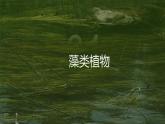 2.1.1绿色植物的主要类群课件PPT