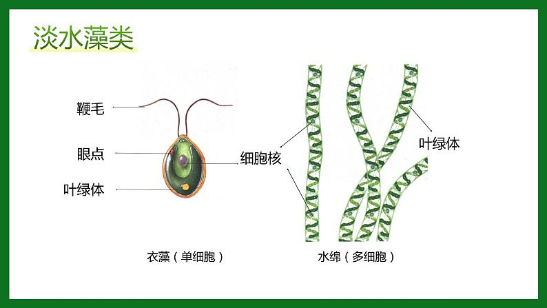 2.1.1绿色植物的主要类群课件PPT第5页