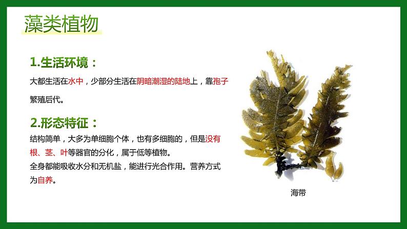 2.1.1绿色植物的主要类群课件PPT第8页