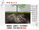 2021-2022学年人教版七年级生物上册 3.2.2 植株的生长  课件 （23张PPT）