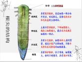 2021-2022学年人教版七年级生物上册 3.2.2 植株的生长  课件 （23张PPT）