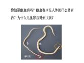 2021-2022 初中生物人教版八年级上册同步教学5.1.2 线形动物和环节动物课件（22页）