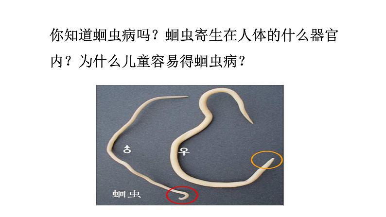 2021-2022 初中生物人教版八年级上册同步教学5.1.2 线形动物和环节动物课件（22页）第3页