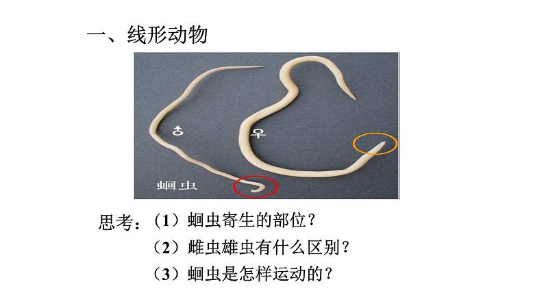 2021-2022 初中生物人教版八年级上册同步教学5.1.2 线形动物和环节动物课件（22页）第4页